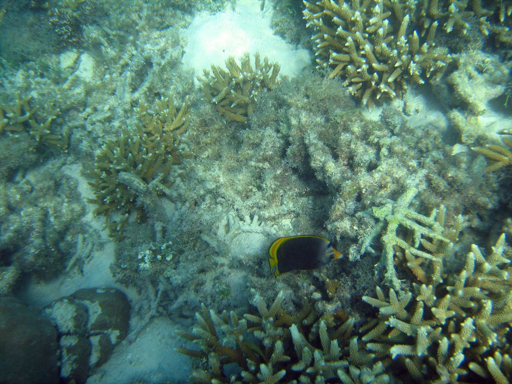 Reef & Marine Life